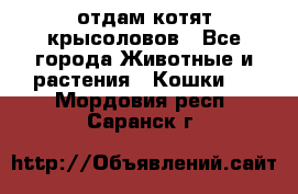 отдам котят крысоловов - Все города Животные и растения » Кошки   . Мордовия респ.,Саранск г.